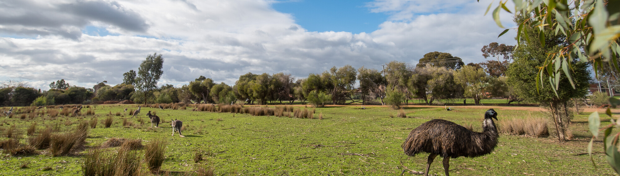 Kyabram Fauna Park photographed by Chris Hawking