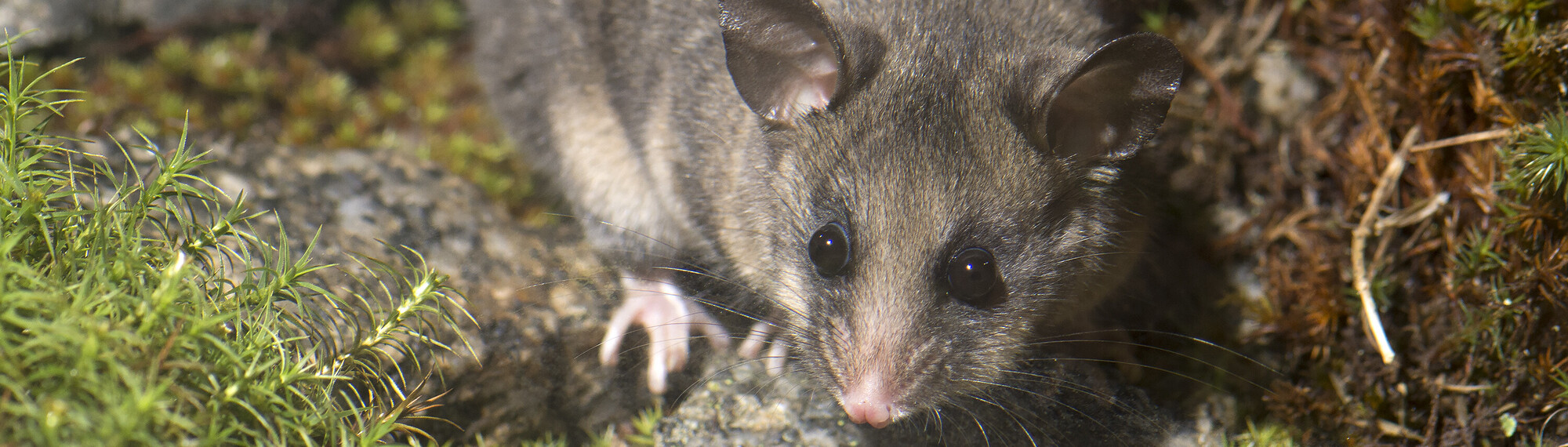 Close-up of a Mountain Pygmy Possum on a grass-covered rock, facing toward the camera.