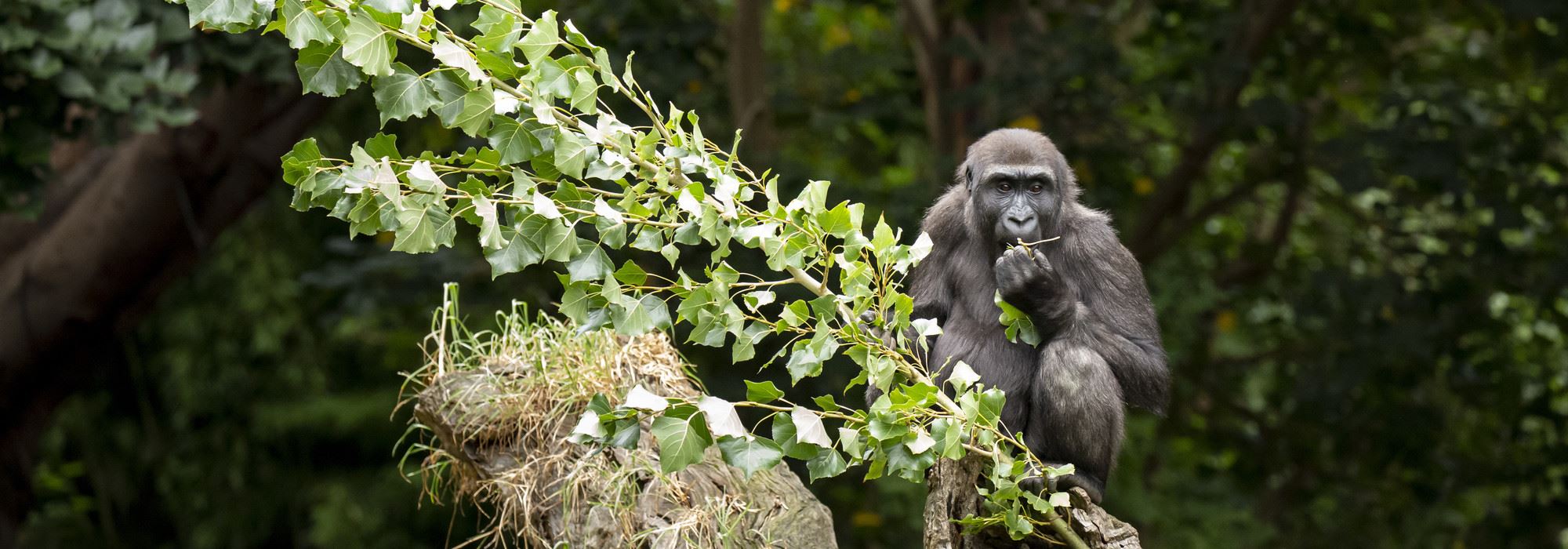 A young gorilla perching on top of a log, eating green leaves.