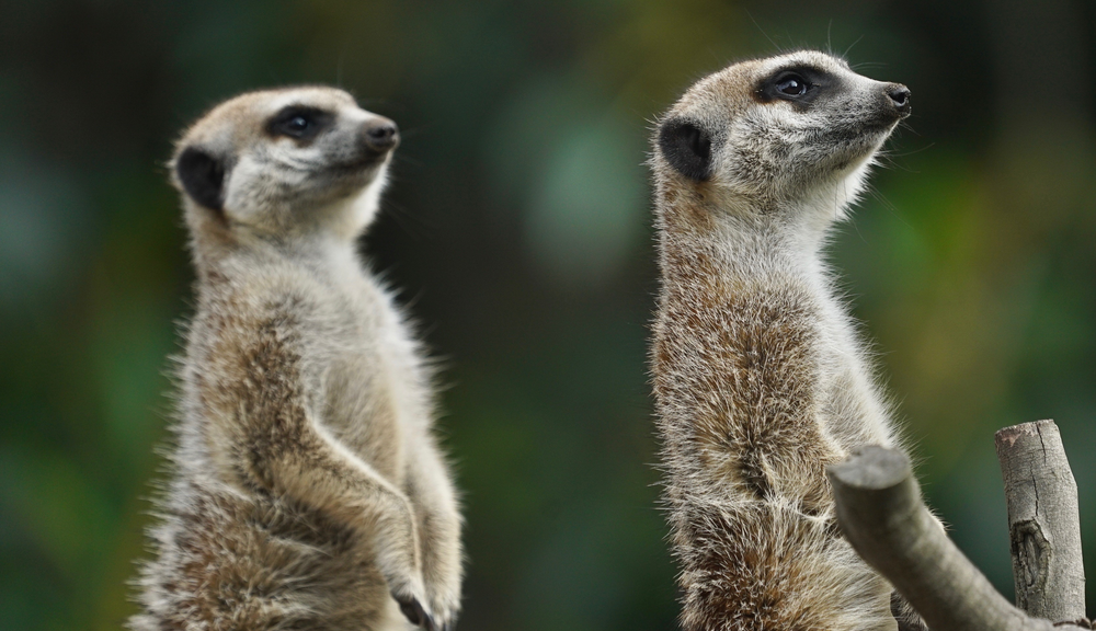 Two small pale brown Meerkats standing straight as they keep watch.