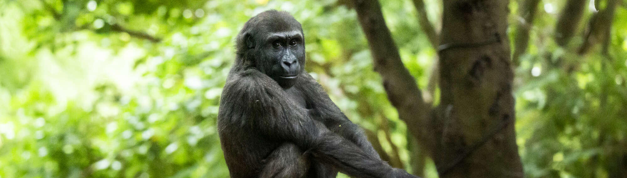 Gorilla, Kanzi