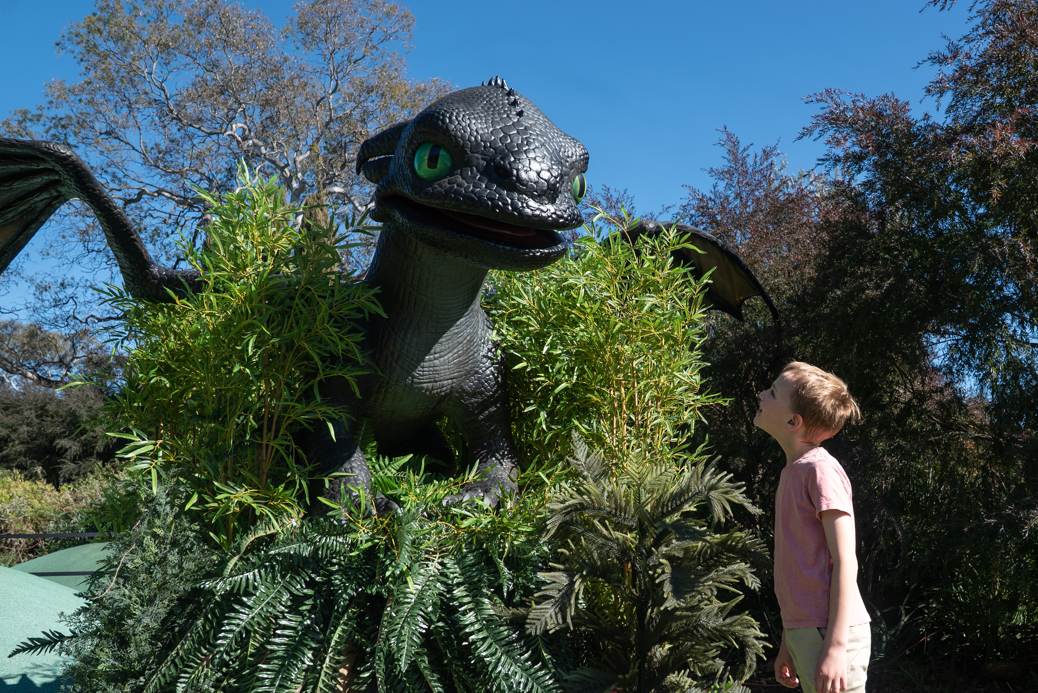 Toothless (the Night Fury Dragon) meets a young guest who is looking enthusiastically up at him, as he stands in ferns and bushes with his wings out.