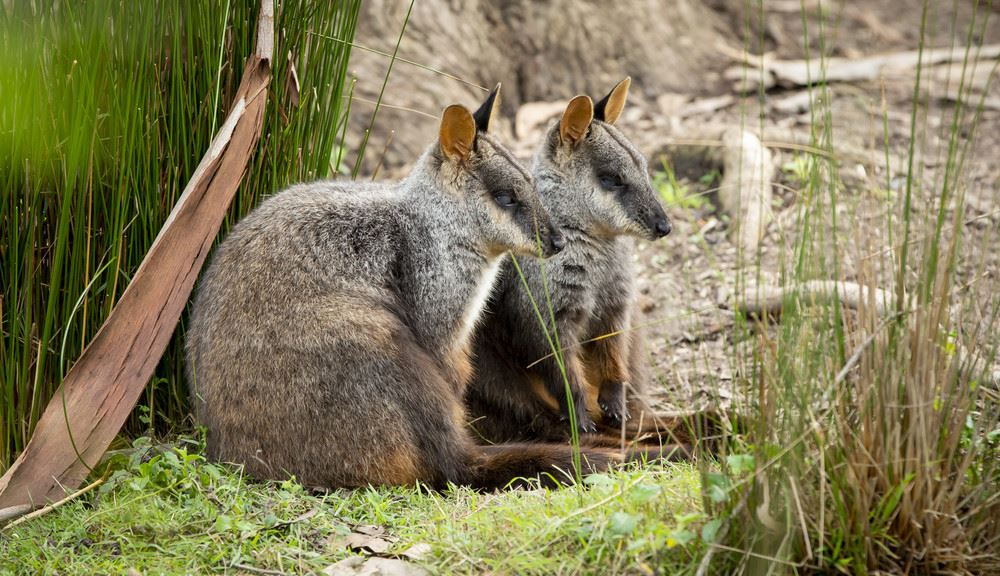 Two Brush-tailed Rock Wallabies sitting on ground at Healesville Sanctuary.
