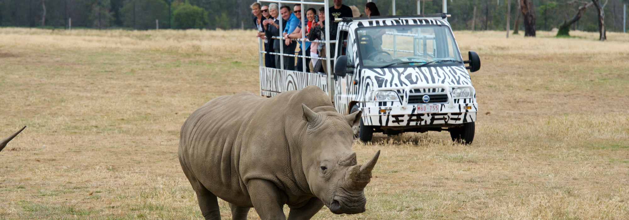 A rhino walks in the foreground while a vehicle full of people is seen in the background, watching the rhino.