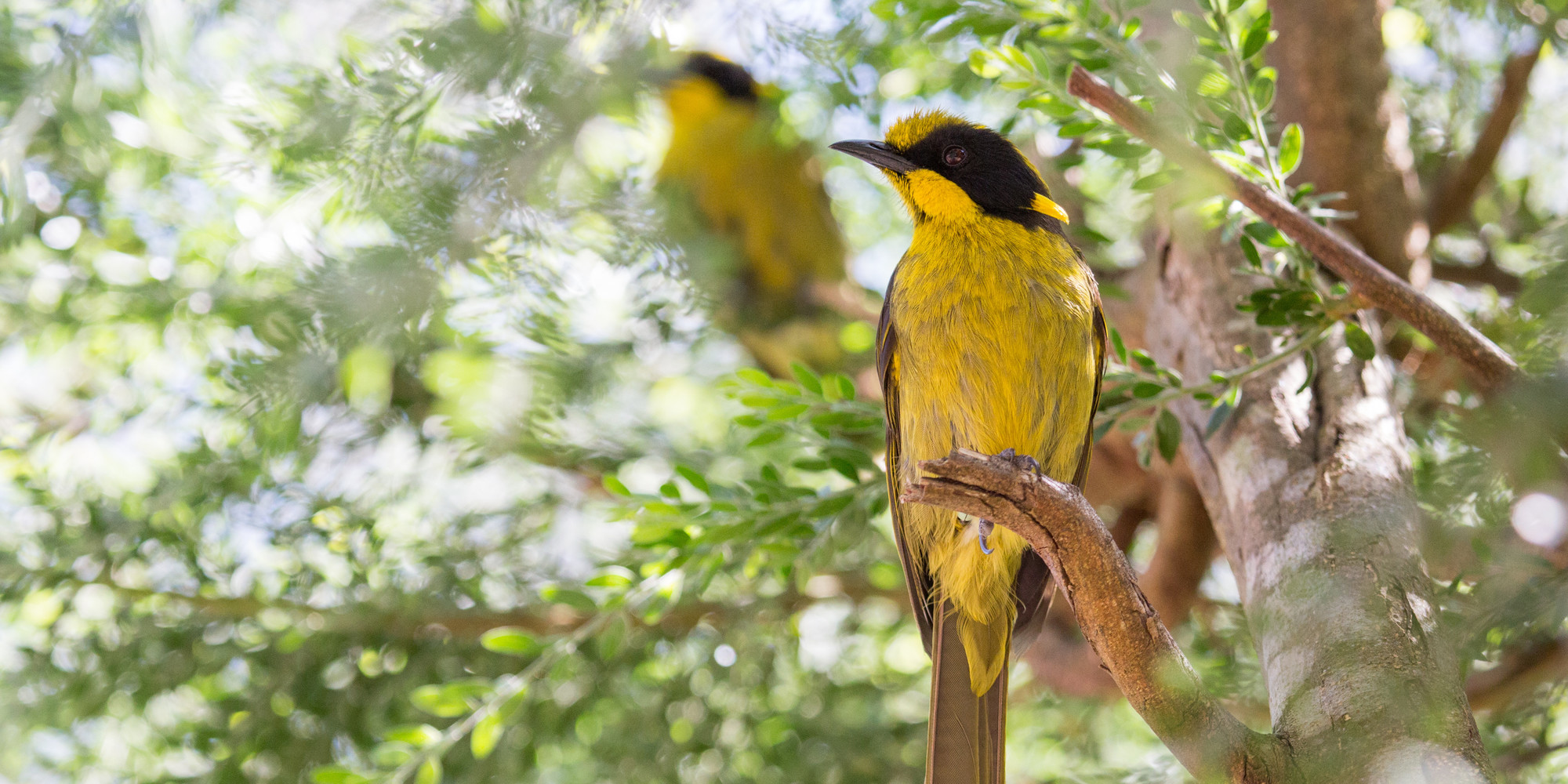 Yellow and black Helmeted Honeyeater sits on a tree branch as another can be seen slightly out of focus in the background.