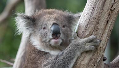 A Koala grabbing onto a tree, looking right to the camera.