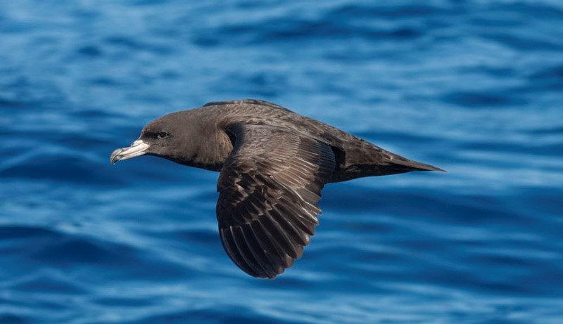 A Flesh-footed Shearwater flies through the air over blue ocean water
