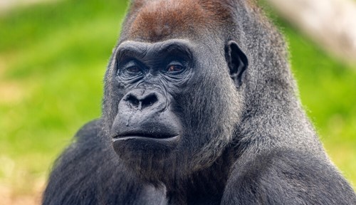 Close-up of a male Silverback Gorilla looking into the camera.