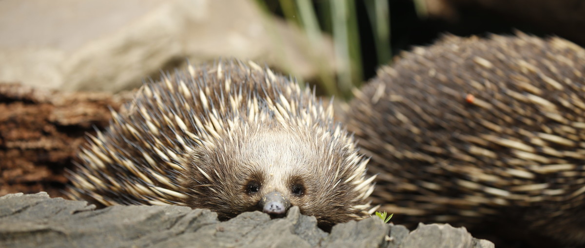 Close-up of Christmas the Echidna sitting inside a hollow tree stump, accompanied by another in the right, background.