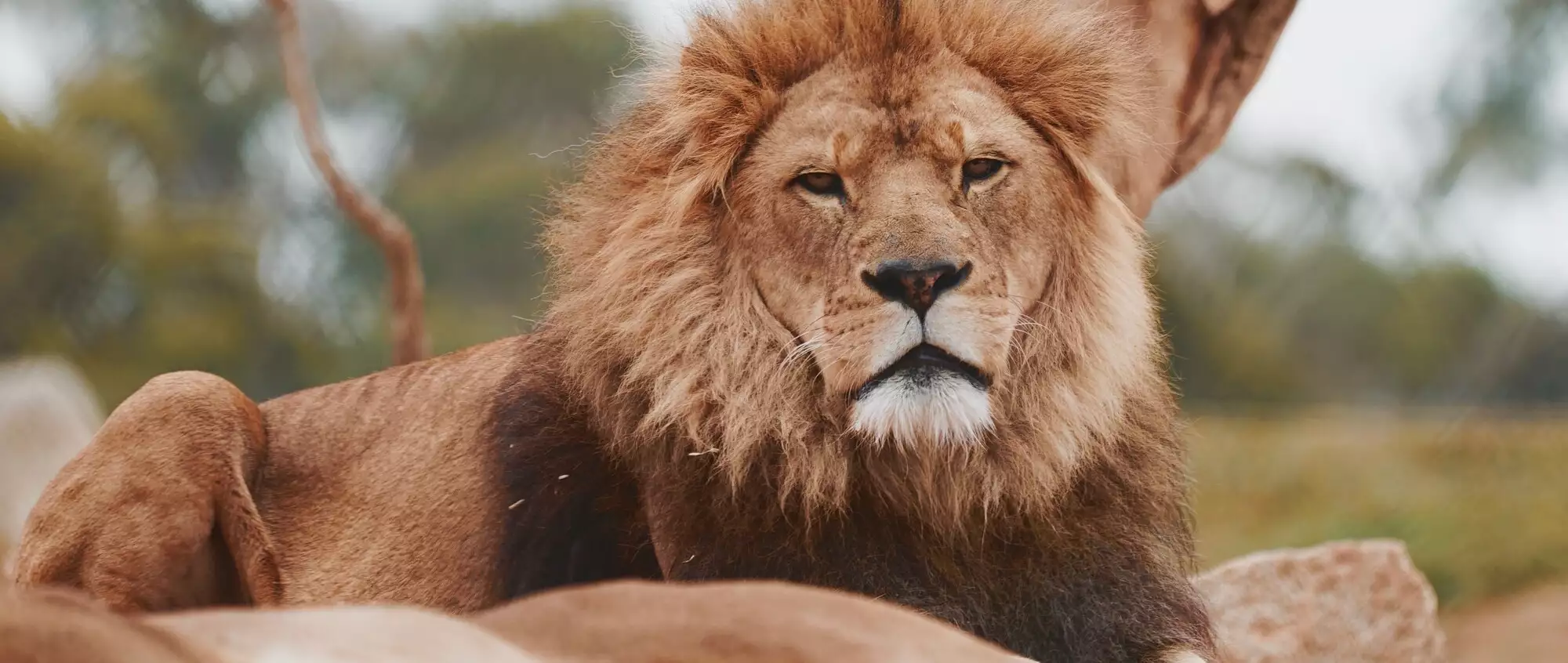 Lion sitting on rocks, looking at the camera.