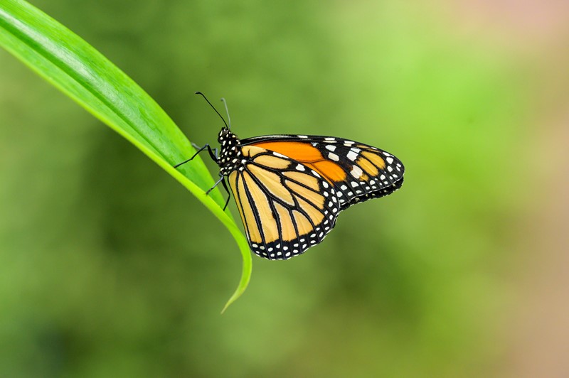 Close-up of an orange Monarch Butterfly, perched on a blade of grass.