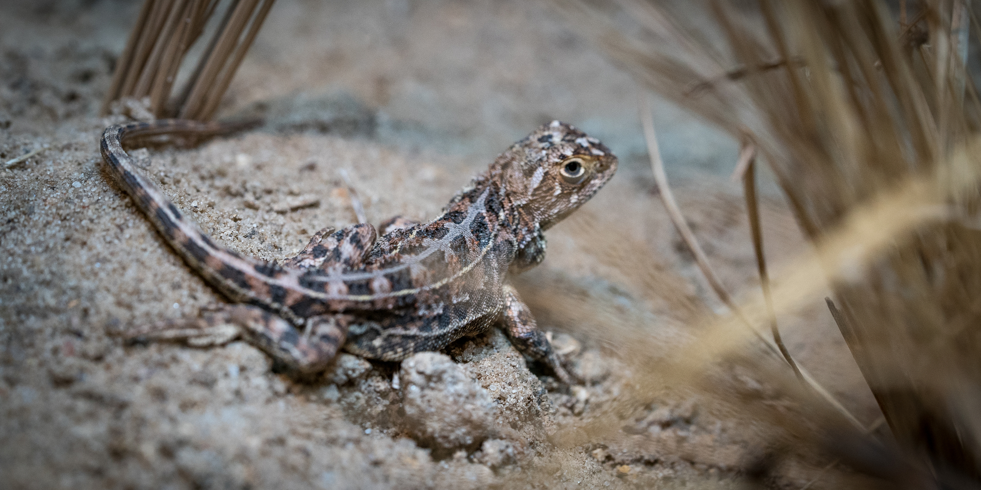 A Grassland Earless Dragon, lying on sandy rocky ground, facing right.