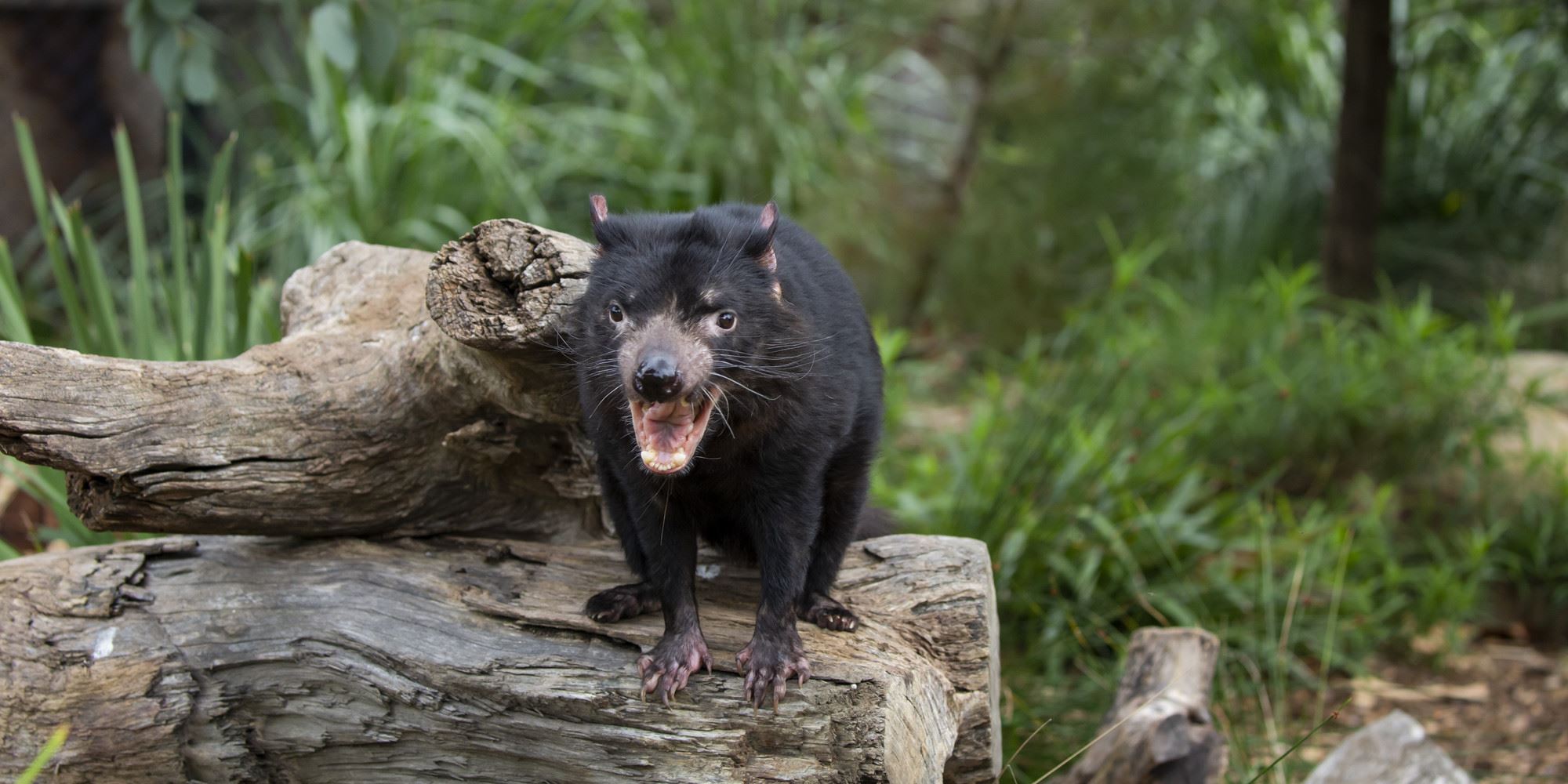 A Tasmanian Devil standing on a log with its mouth open showing its sharp teeth, with green bushy terrain in the background.