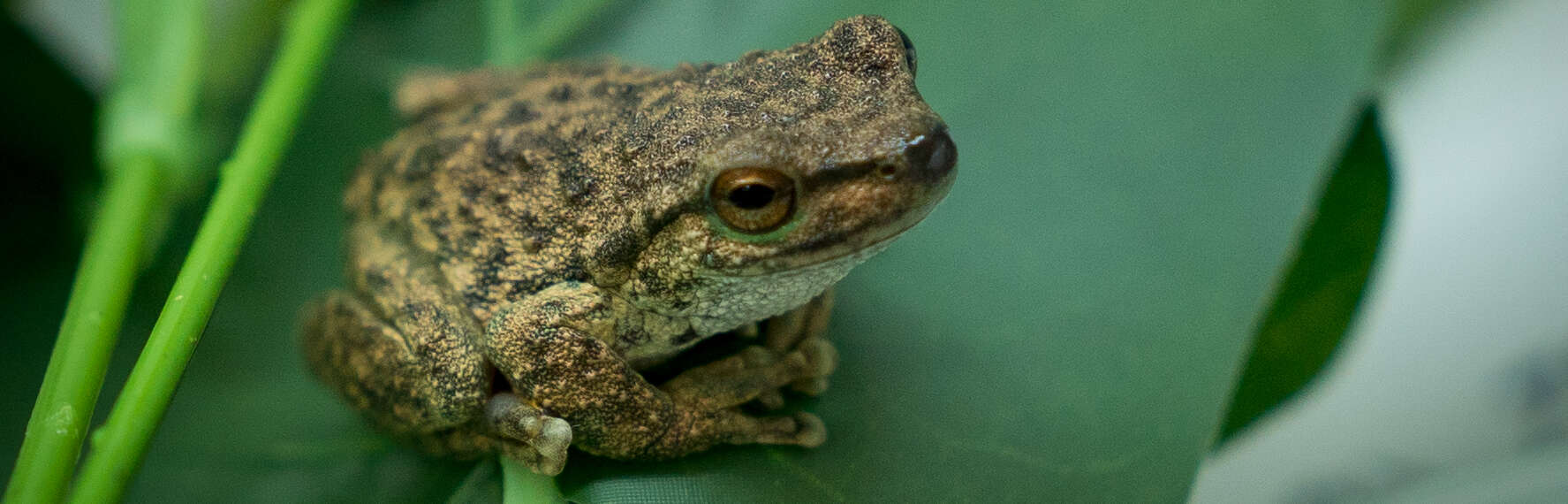 Wild caught Spotted Tree-frog adult in quarantine facility at Healesville Sanctuary
