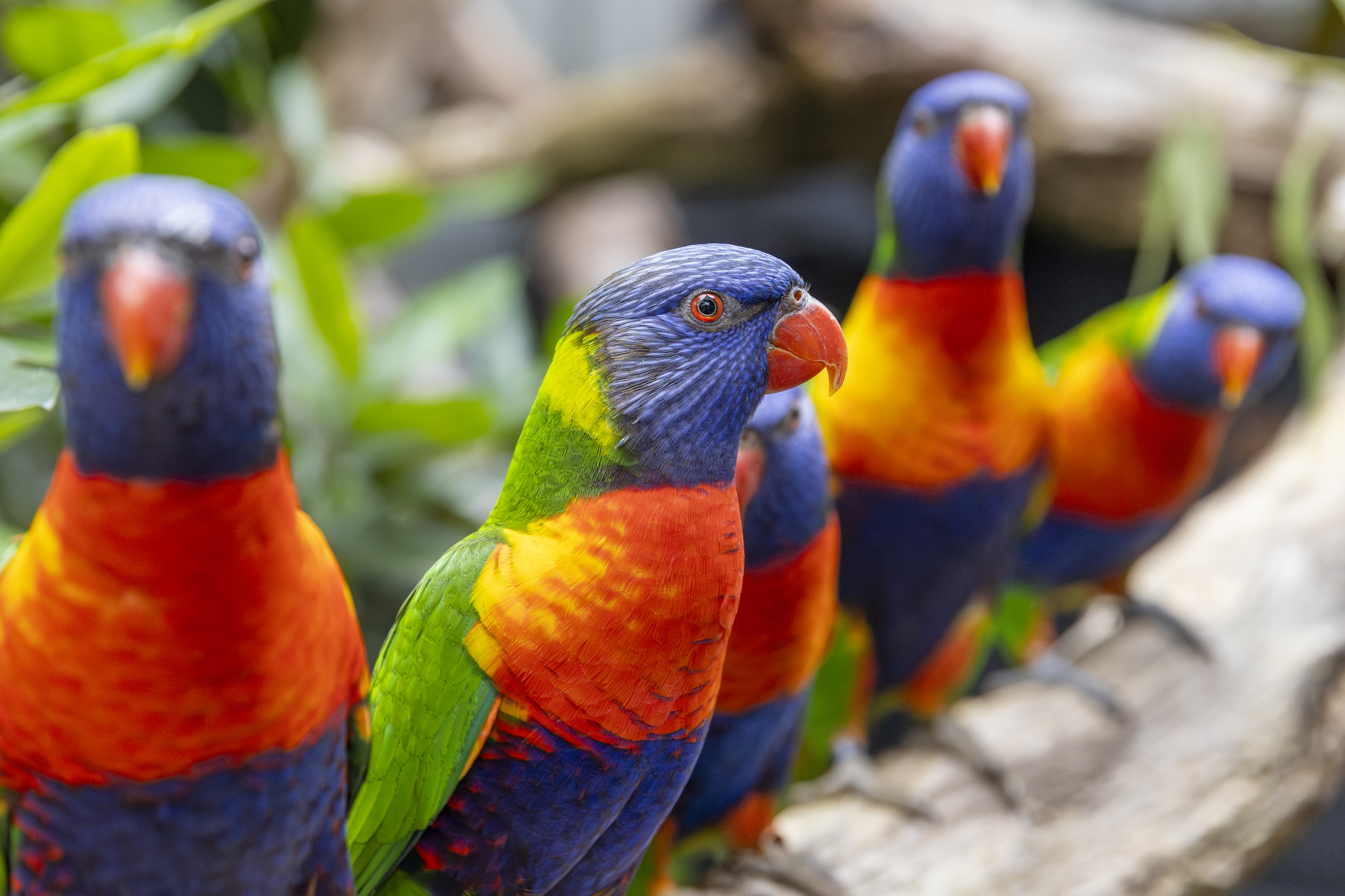 Five Rainbow Lorikeets