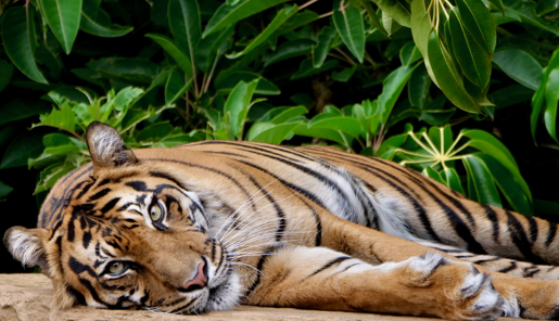 Indrah the Sumatran Tiger lying on her right side while facing the camera.