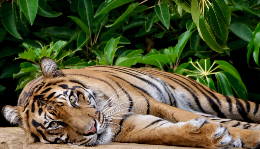 Indrah the Sumatran Tiger lying on her right side while facing the camera.