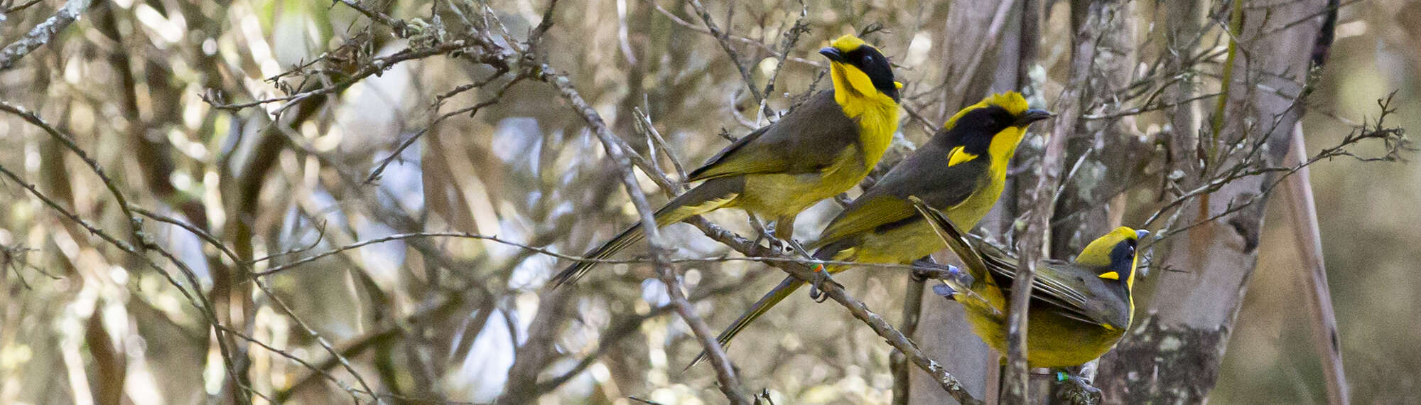 Three Helmeted Honeyeaters out in the wild, on small tree branches.