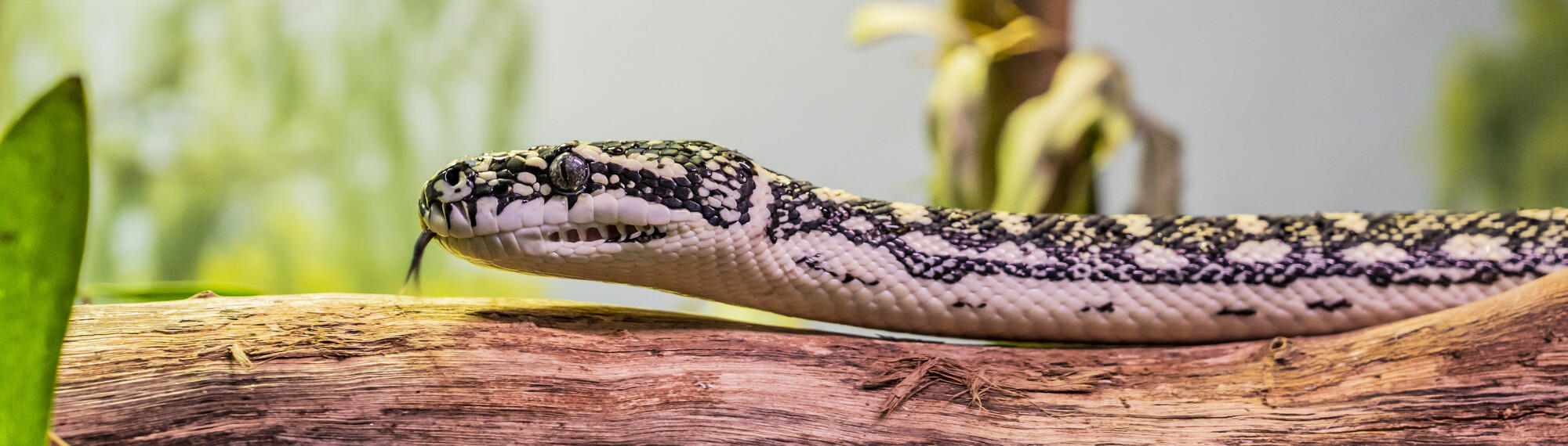 Diamond Python