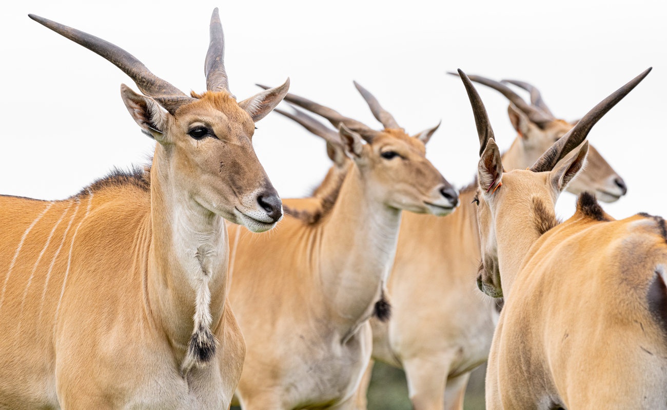 Group of Eland looking right