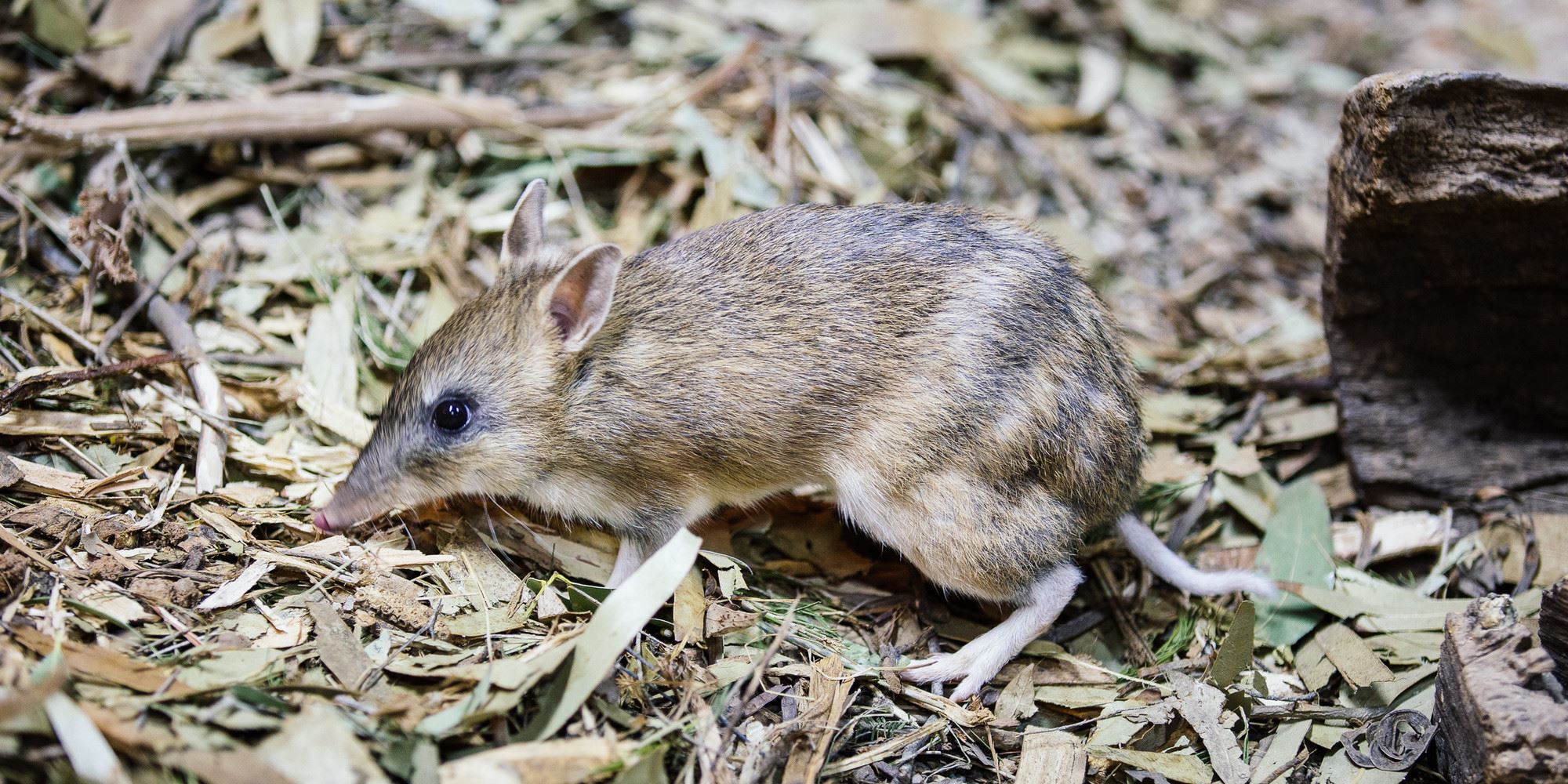 Small Eastern Barred Bandicoot side view foraging in leaf litter.
