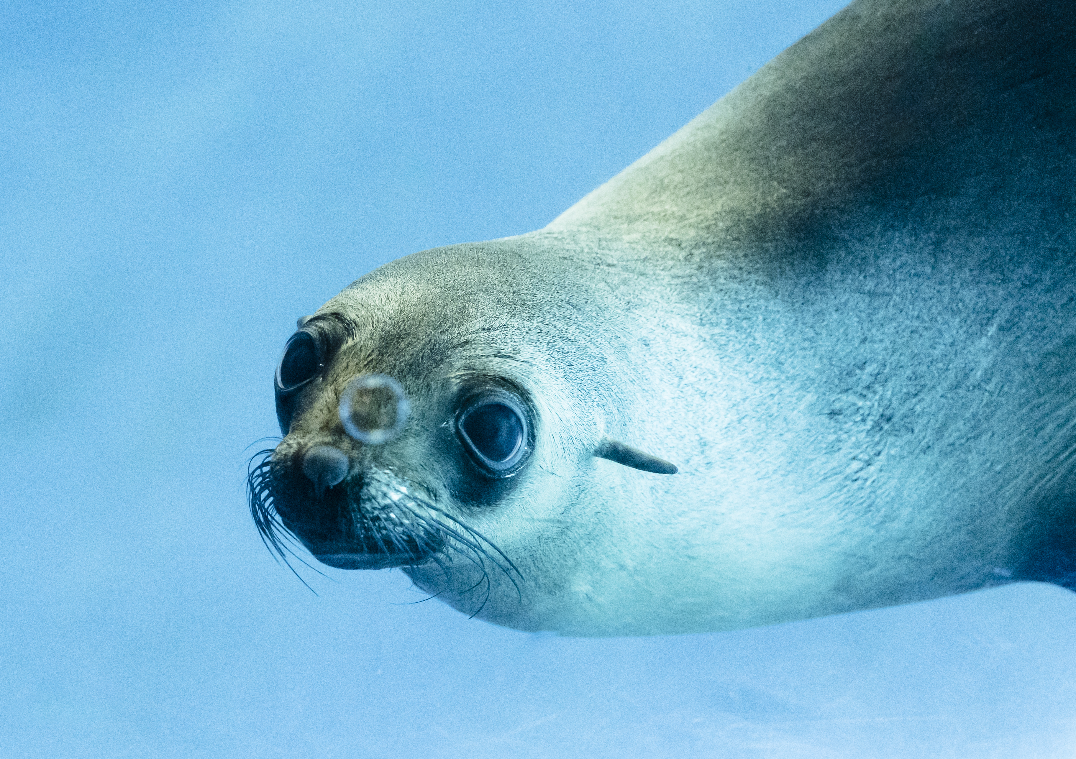 A Fur-Seal swimming through blue water.
