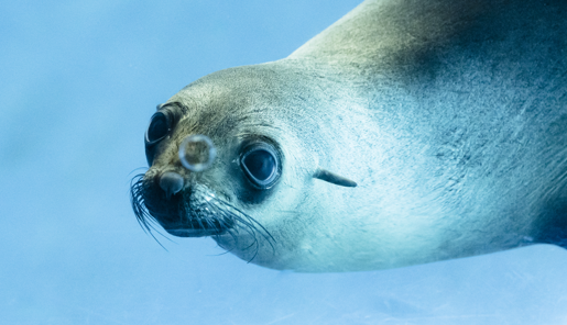 A Fur-Seal swimming through blue water.