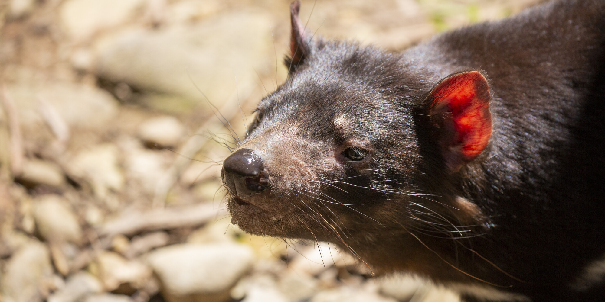 Tasmanian Devil 
