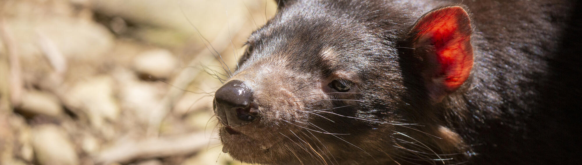 Tasmanian Devil