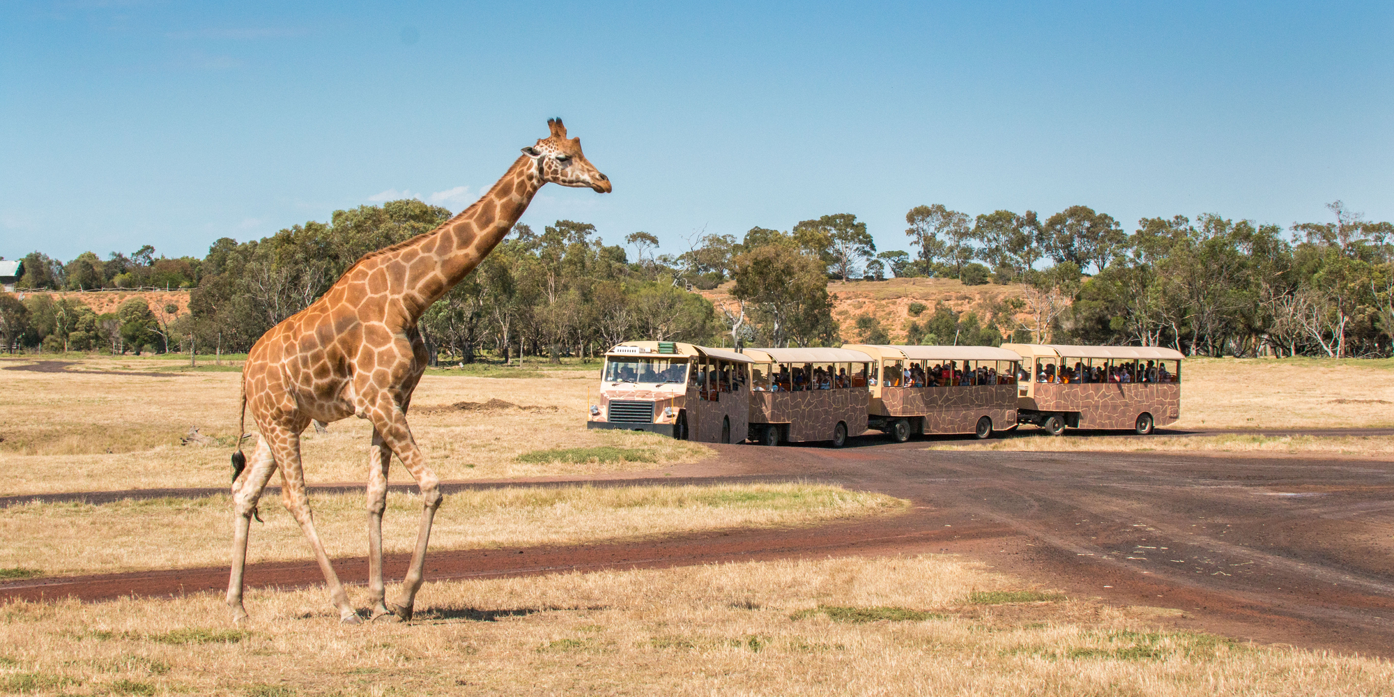 Giraffe walking in foreground across a grassy field. A bus with four carriages is driving in the background.