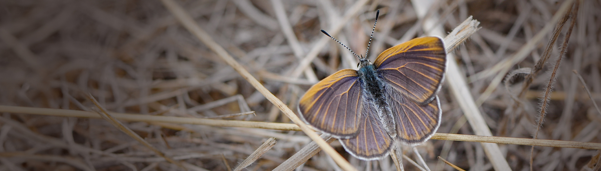 A Golden-rayed Blue Butterfly perched on dry, yellow grass, surrounded by a tinted overlay.