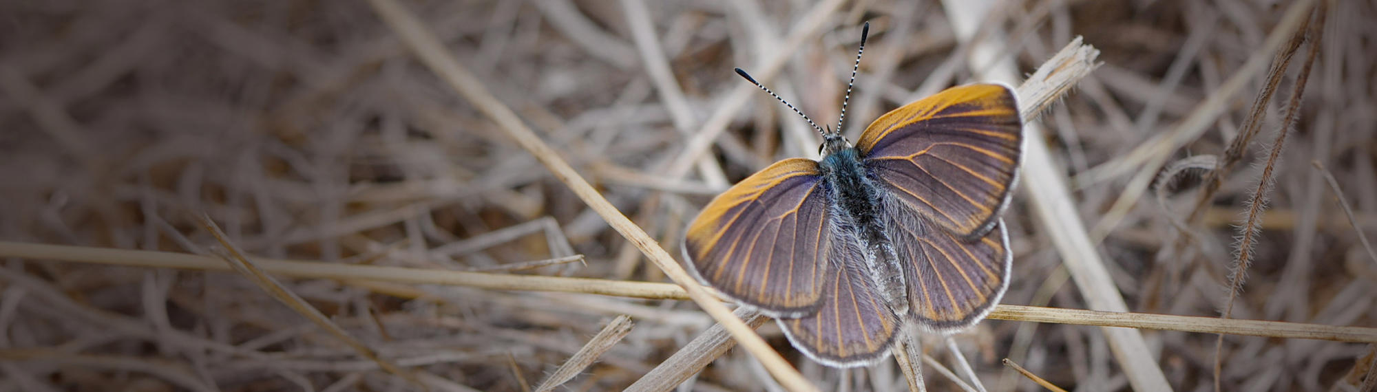 A Golden-rayed Blue Butterfly perched on dry, yellow grass, surrounded by a tinted overlay.