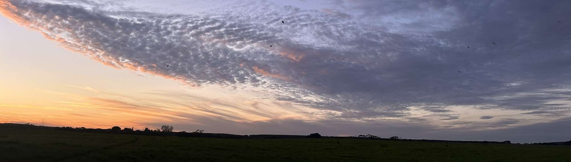 Southern Bent-wing Bat research: Bats flying at sunset