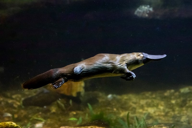 Platypus swimming