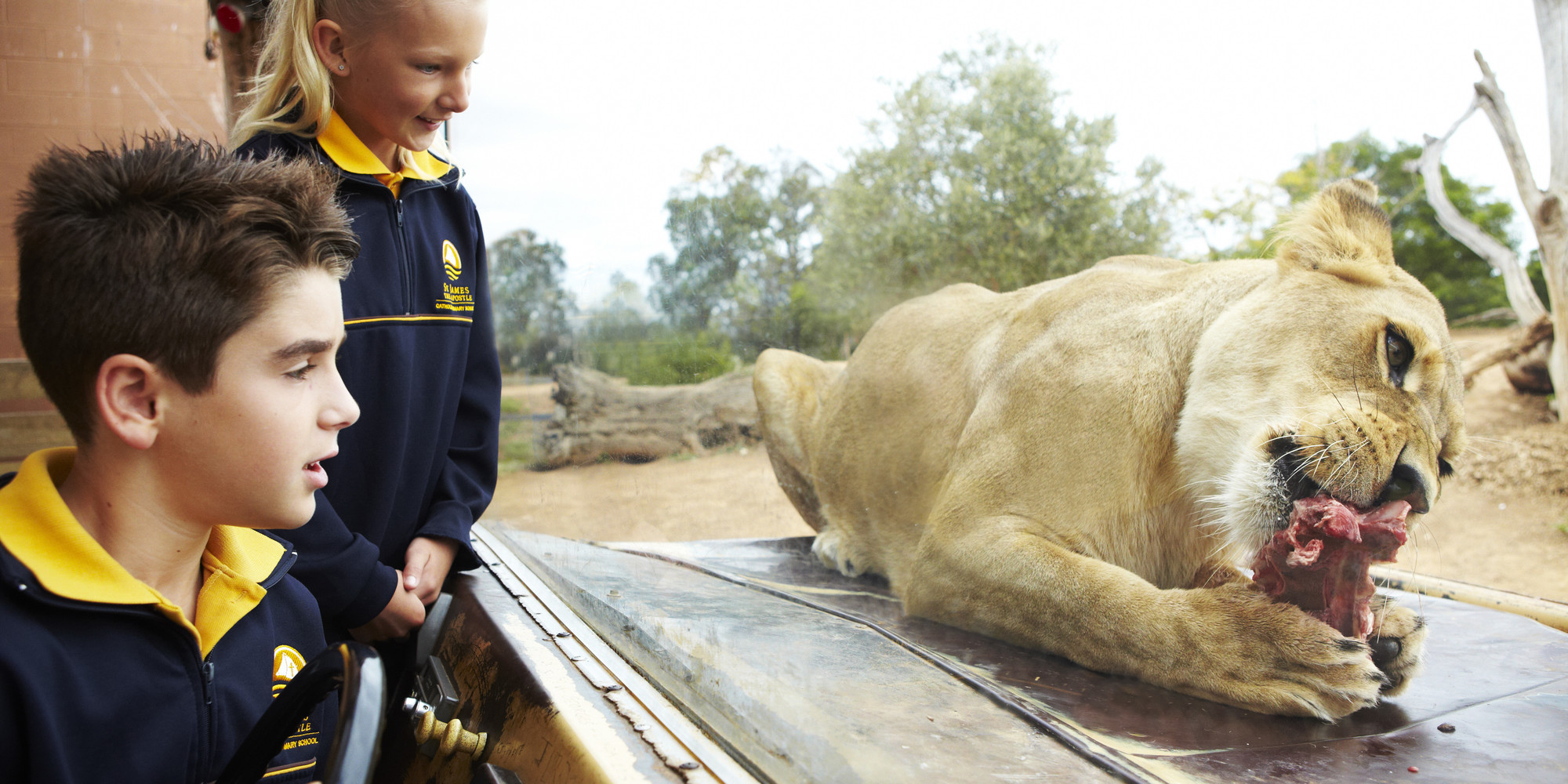 Two children dressed in school uniform watch a female Lioness eating a piece of meat from behind the display glass.