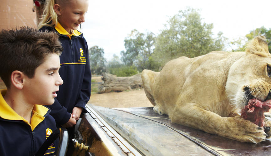 Two children dressed in school uniform watch a female Lioness eating a piece of meat from behind the display glass.