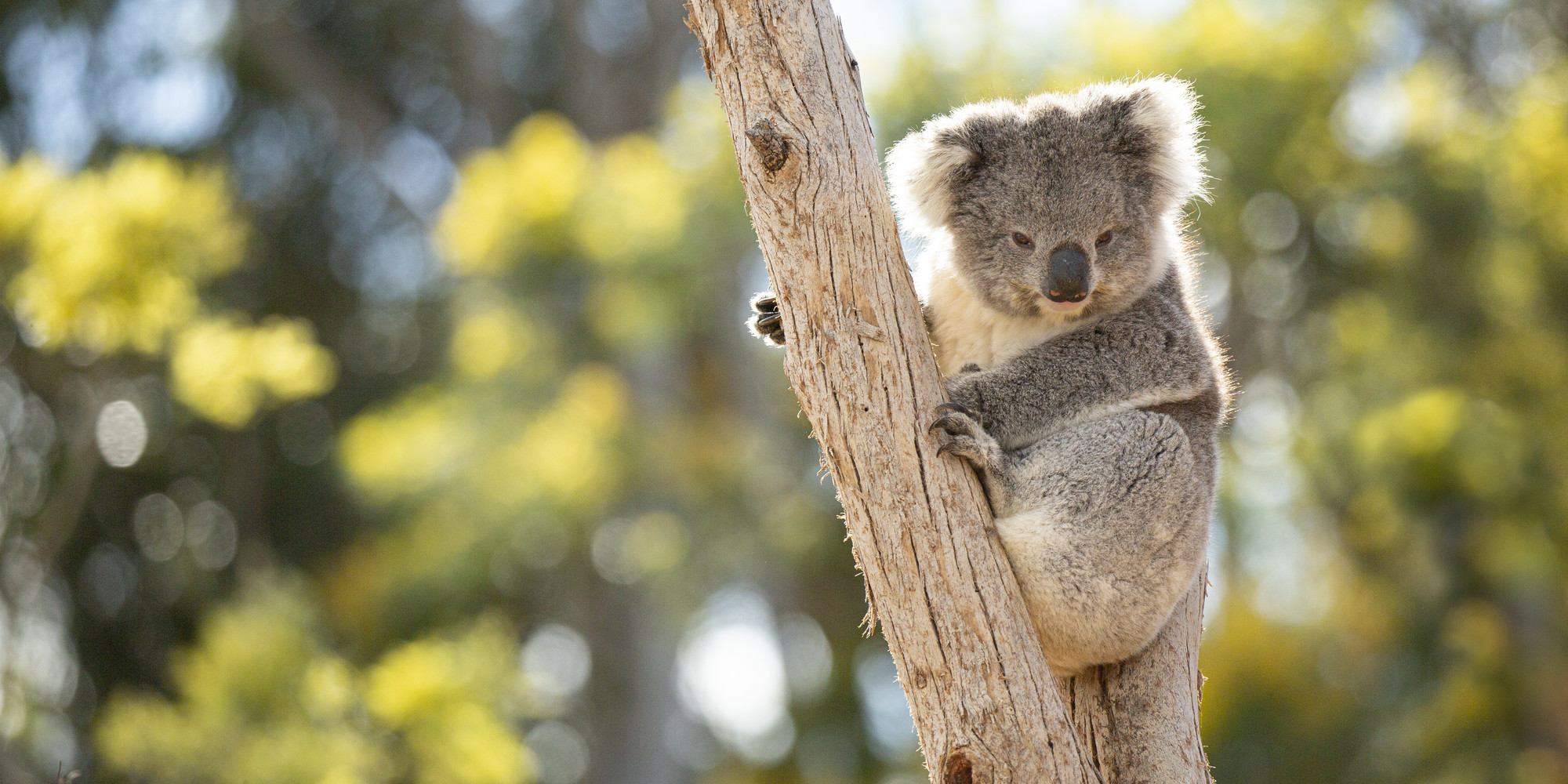 Koala sitting in the fork of a tree, looking at camera