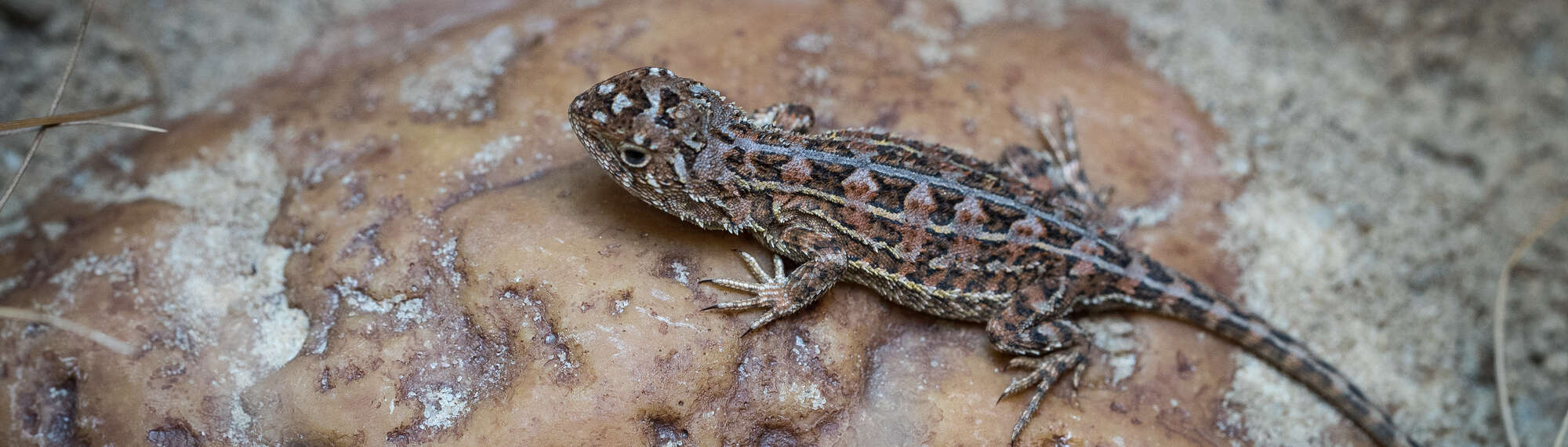 One Grassland Earless Dragon 