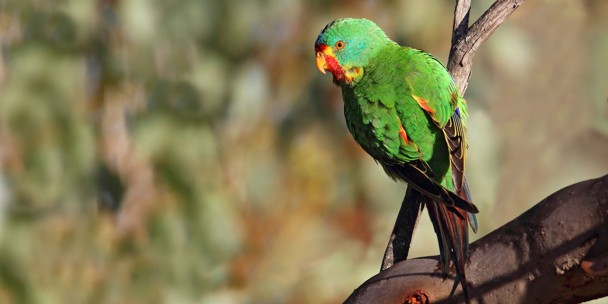 A Swift Parrot perched on a branch looking sideways towards the camera; parrot is mostly green with red and yellow on its face and wings.
