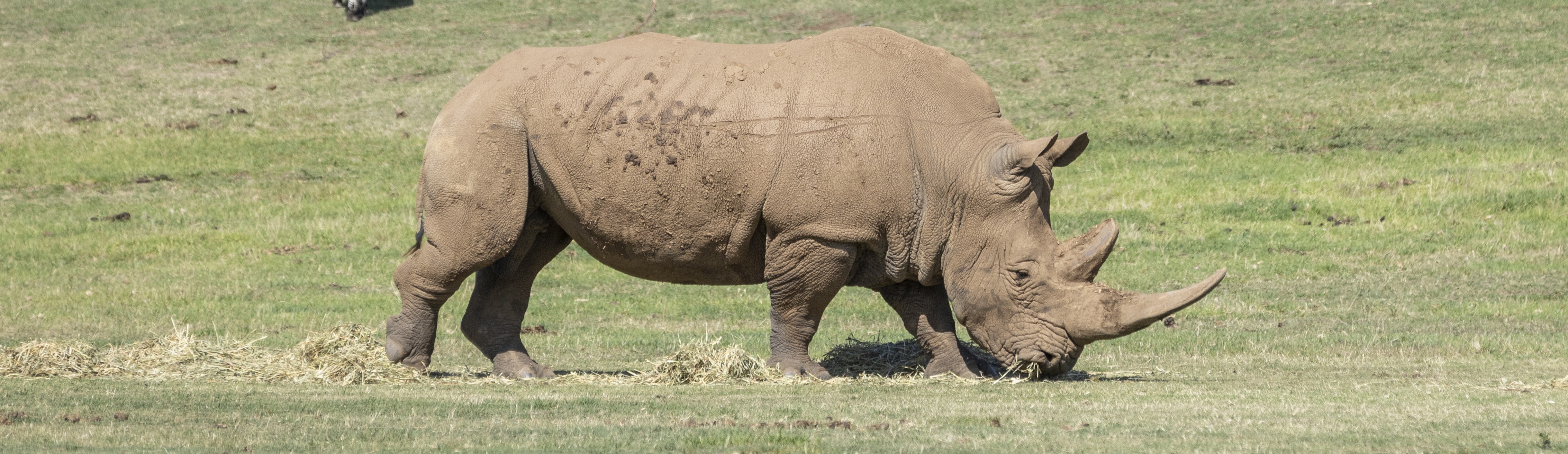 A Southern White Rhinoceros, eating grass, seen from the right.