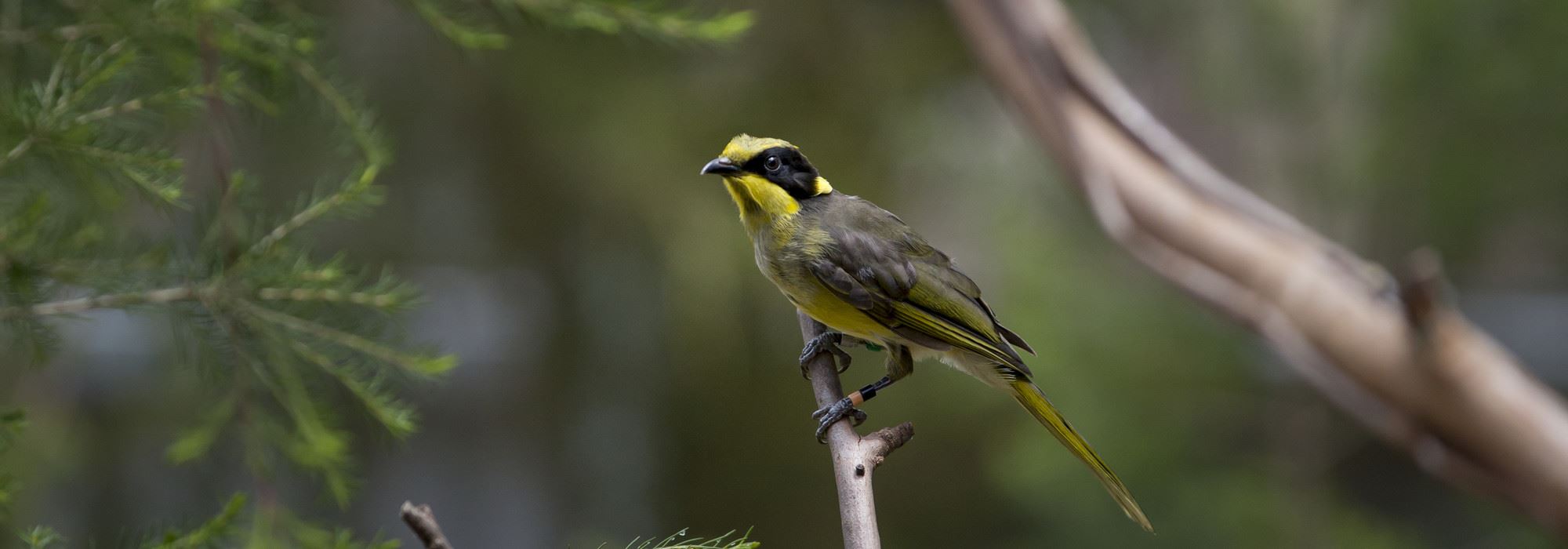 Young Helmeted Honeyeater sitting in a tree.