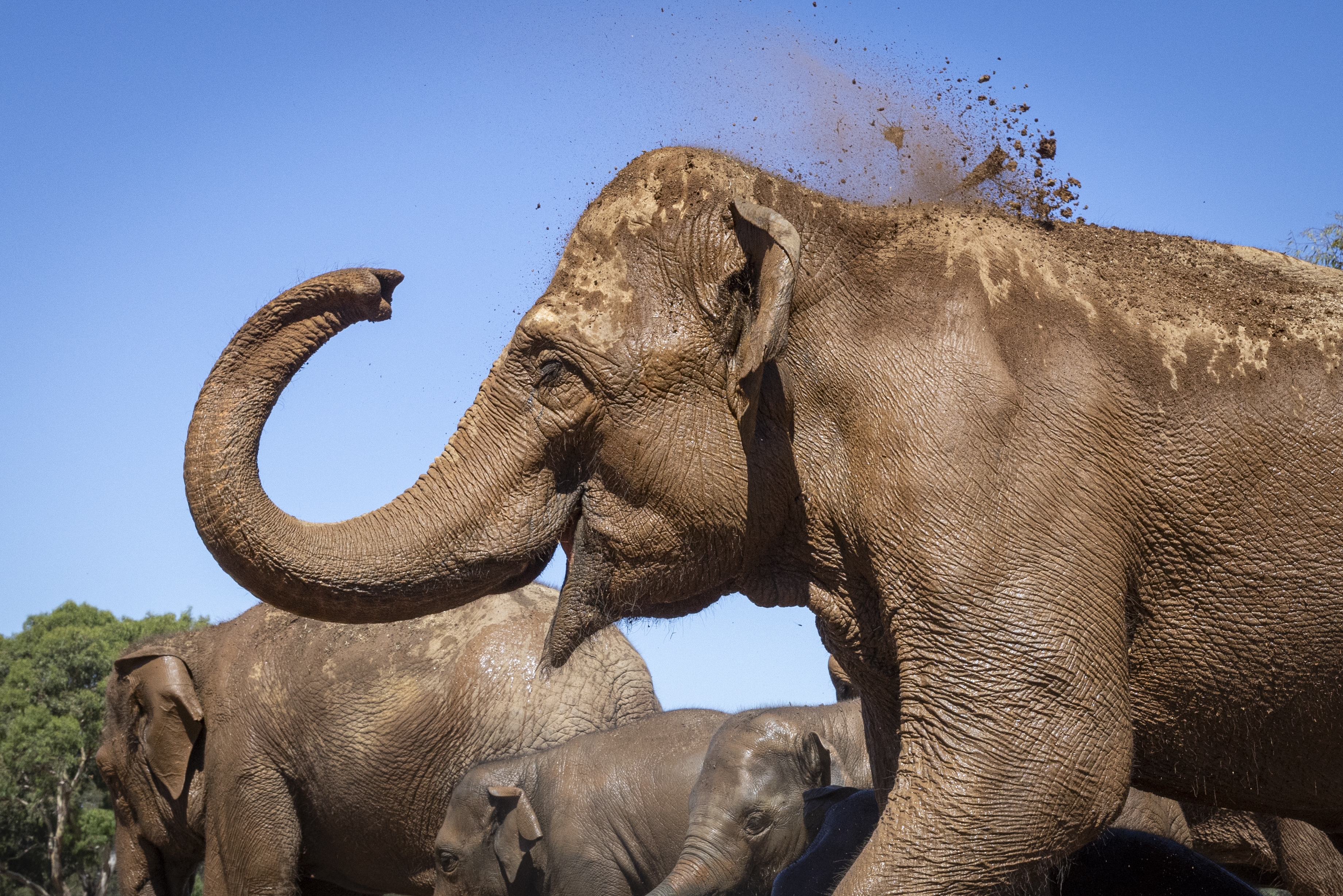Family of five Elephants exploring the New Trail of the Elephants, with one flinging dirt with their trunk.