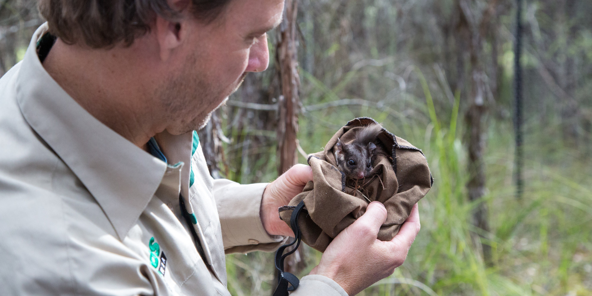 Man looking at a young Leadbeater's Possum in a sack