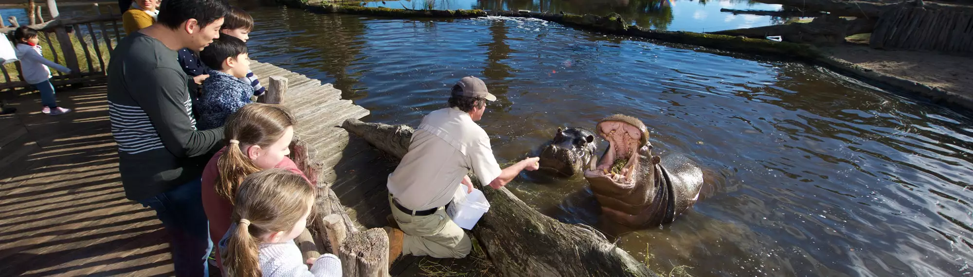 Two Hippos in water, one with their mouth open being fed by a Keeper on the water's edge leaning over, with people watching behind.