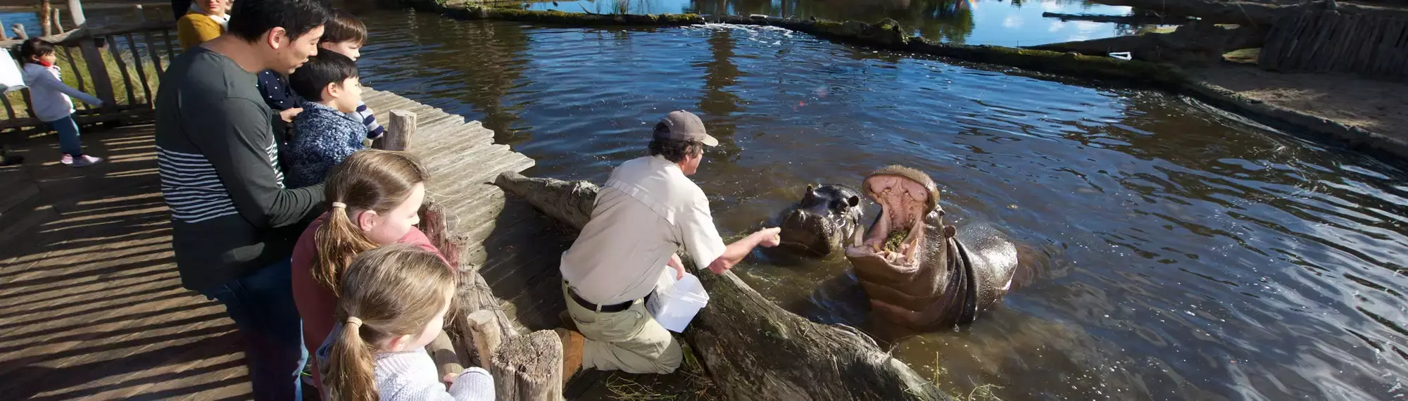 Two Hippos in water, one with their mouth open being fed by a Keeper on the water's edge leaning over, with people watching behind.