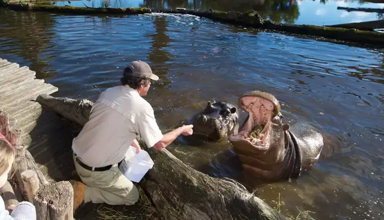 Two Hippos in water, one with their mouth open being fed by a Keeper on the water's edge leaning over, with people watching behind.