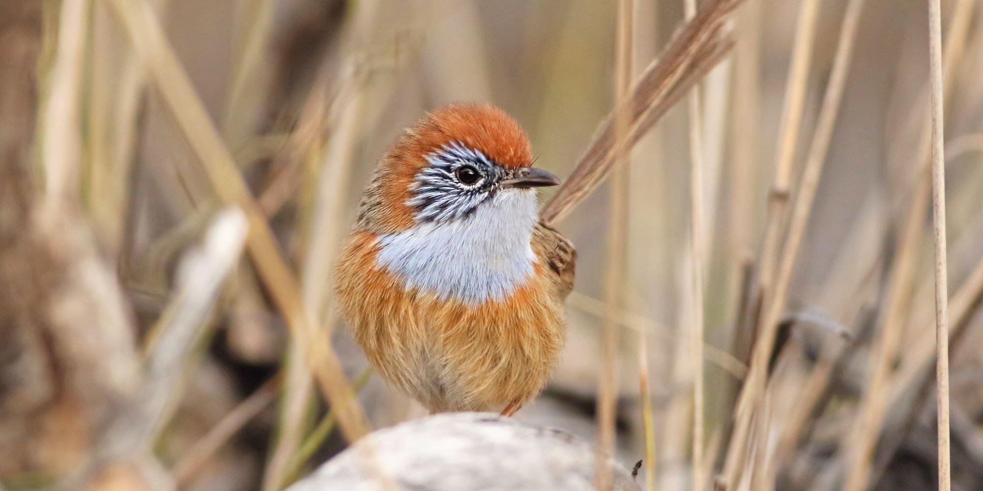 Mallee Emu-wren in long dry grass looking at the camera. It has a bright orange head, white chest and a pale orange body.