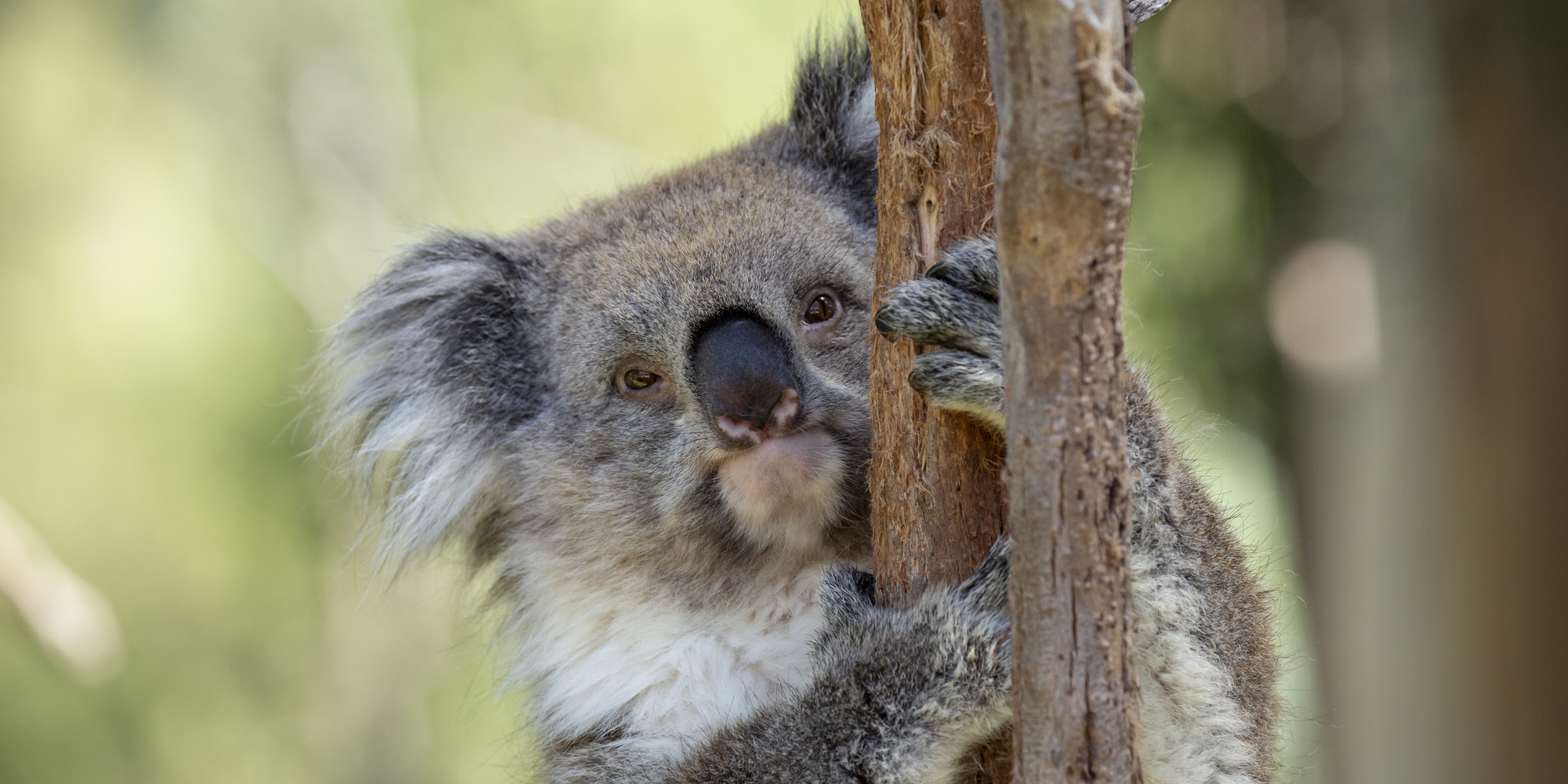 Koala looking at the camera from behind a tree branch while climbing. View of koalas upper half.