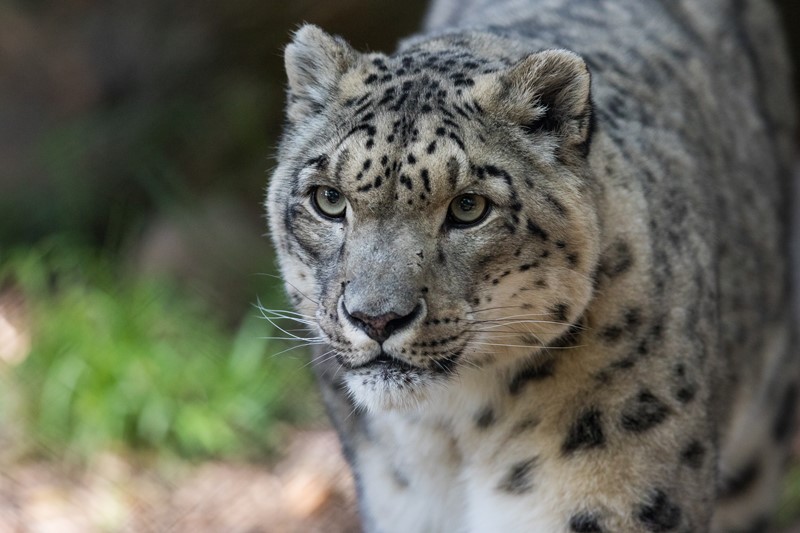 snow leopard