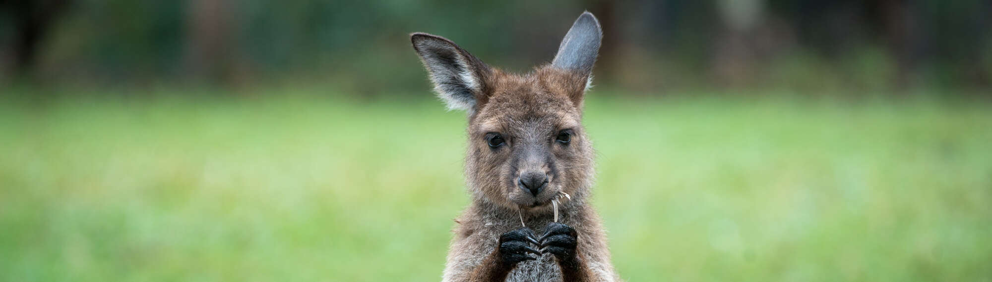 Wide close-up of a Kangaroo Island Kangaroo holding a leaf and chewing on it, while facing the camera.